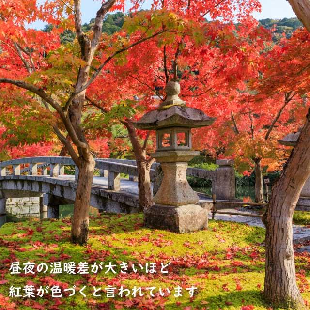 【極美品】 イロハモミジ 株立ち 2m 露地 苗木 【G1966705501】 (12870円)