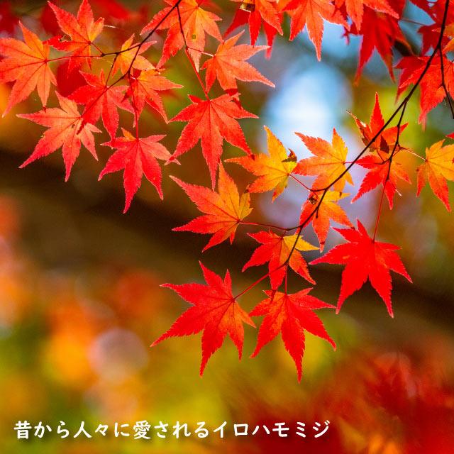 【極美品】 イロハモミジ 株立ち 2m 露地 苗木 【G1966705501】 (12870円)