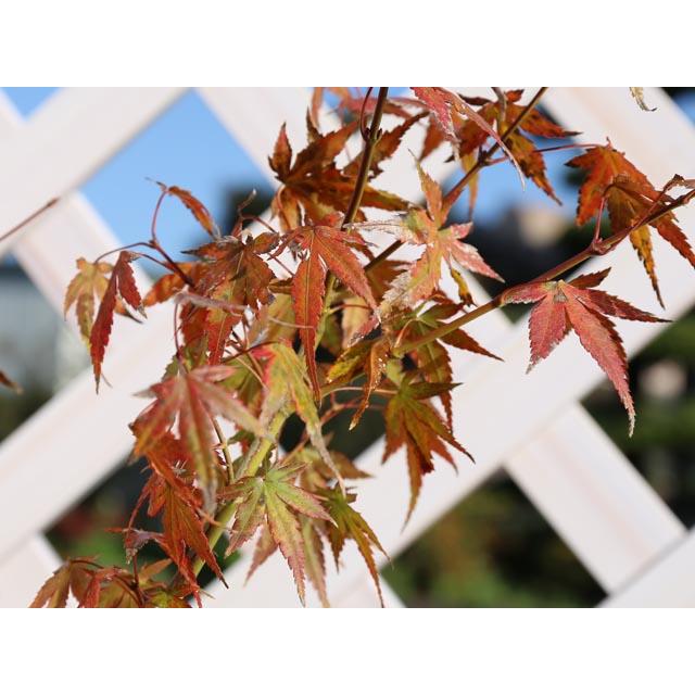 【極美品】 イロハモミジ 株立ち 2m 露地 苗木 【G1966705501】 (12870円)