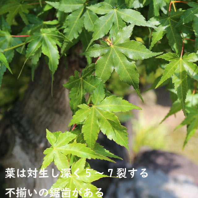 【極美品】 イロハモミジ 株立ち 2m 露地 苗木 【G1966705501】 (12870円)