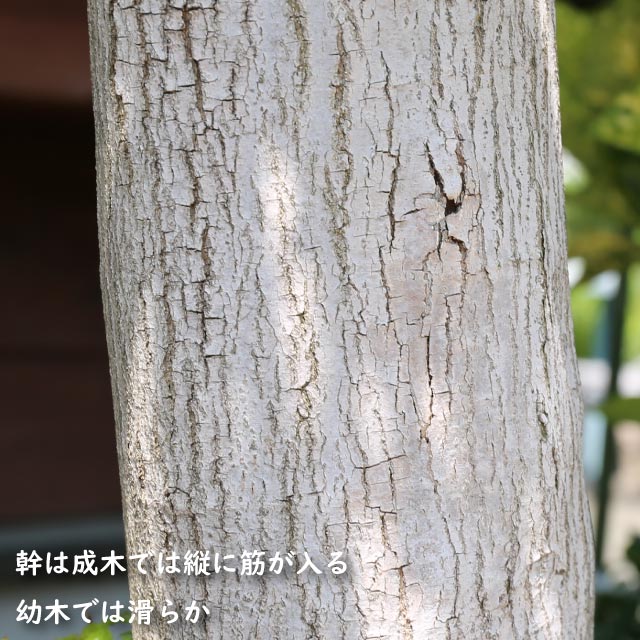 イロハモミジ 株立ち 0.4m 15cmポット 苗 関連画像4
