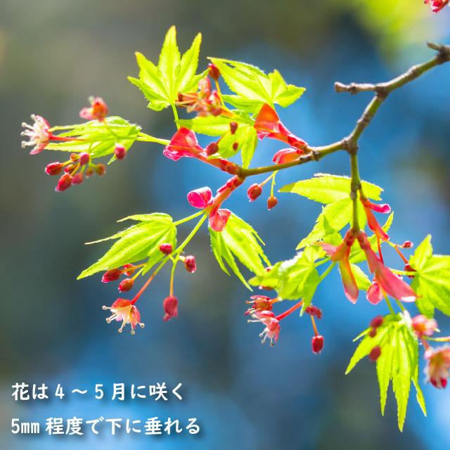 【極美品】 イロハモミジ 株立ち 2m 露地 苗木 【G1966705501】 (12870円)