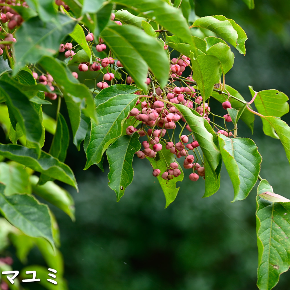 マユミ 2m 露地 2本 苗木 マユミ 商品情報 マユミ 2m 露地 2本 苗木 マユミ 商品情報