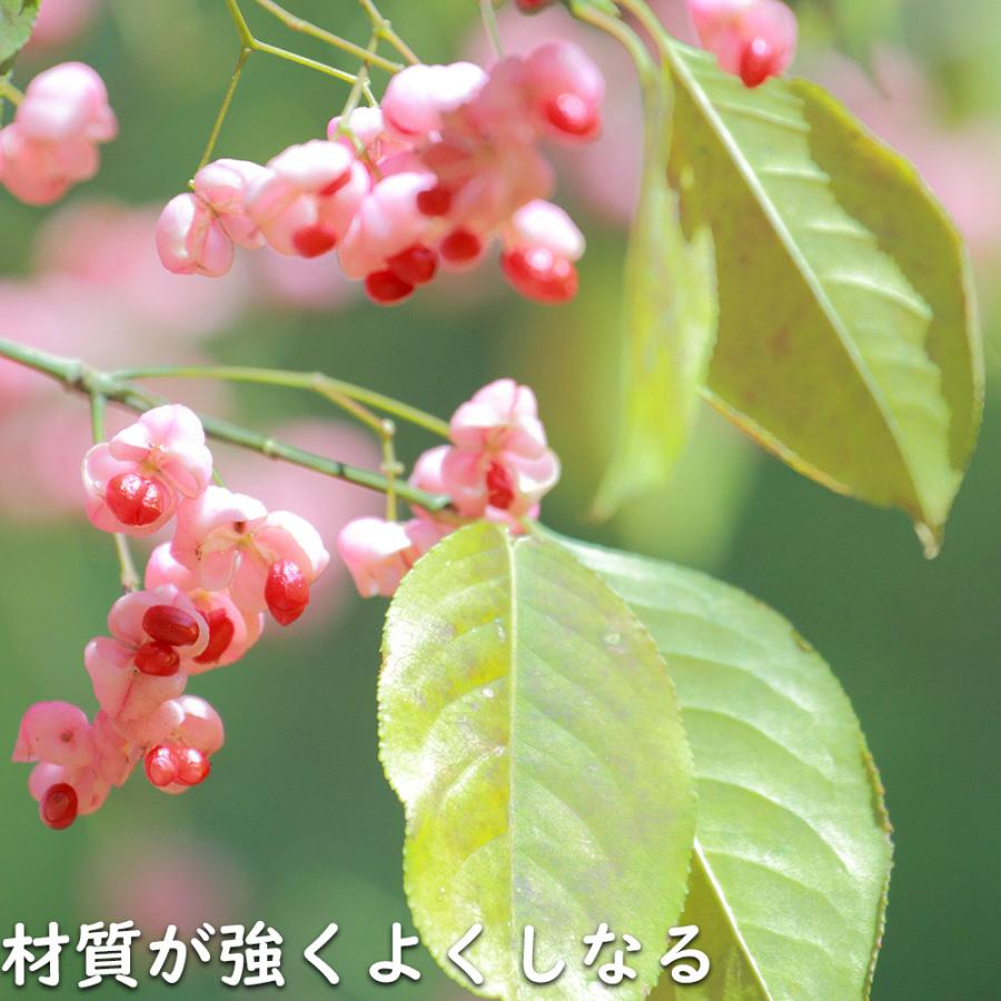 マユミ 2m 露地 2本 苗木 マユミ 商品情報 マユミ 2m 露地 2本 苗木 マユミ 商品情報