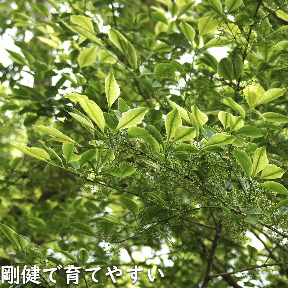 マユミ 2m 露地 2本 苗木 マユミ 商品情報