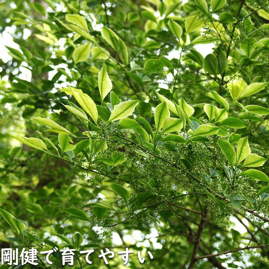 マユミ 2m 露地 2本 苗木 マユミ 商品情報 マユミ 2m 露地 2本 苗木 マユミ 商品情報