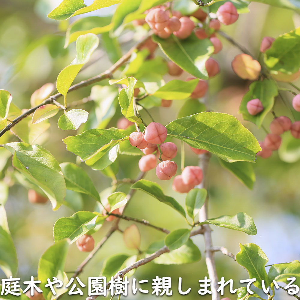 マユミ 2m 露地 2本 苗木 マユミ 商品情報 マユミ 2m 露地 2本 苗木 マユミ 商品情報