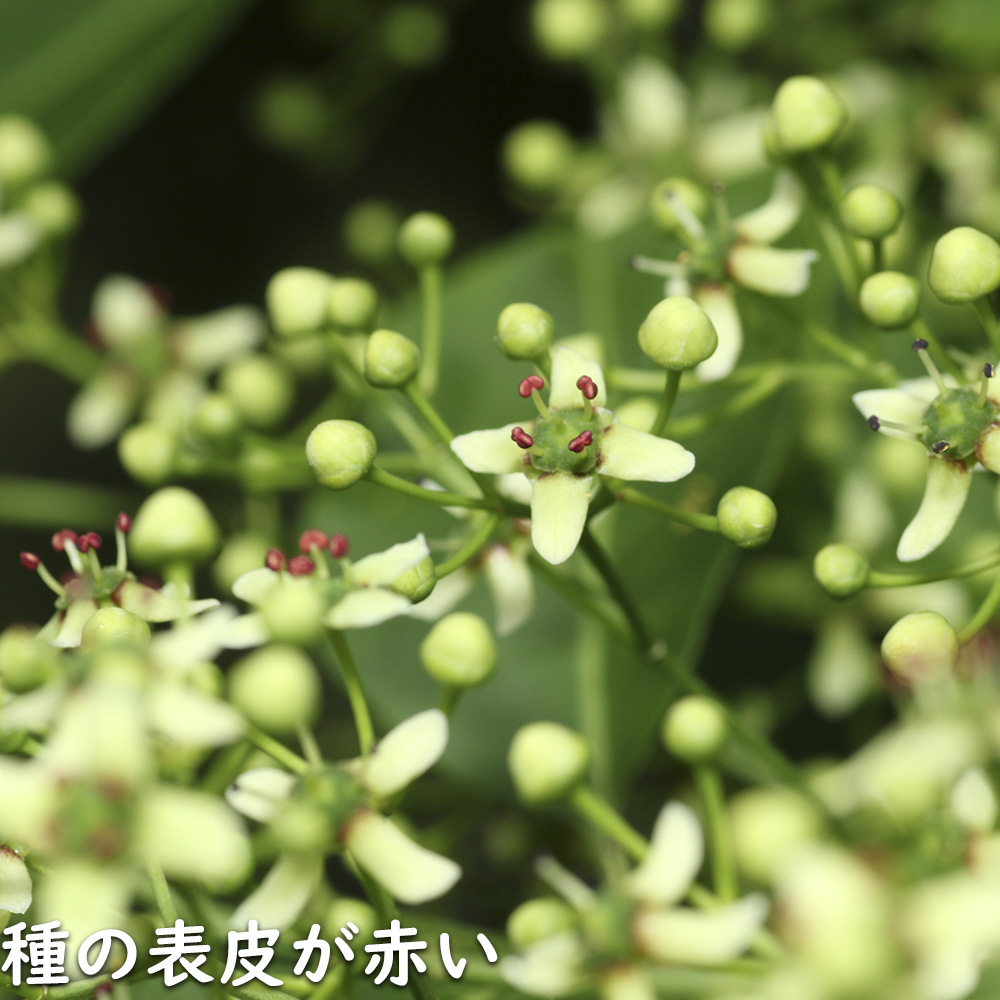 マユミ 2m 露地 2本 苗木 マユミ 商品情報 マユミ 2m 露地 2本 苗木 マユミ 商品情報