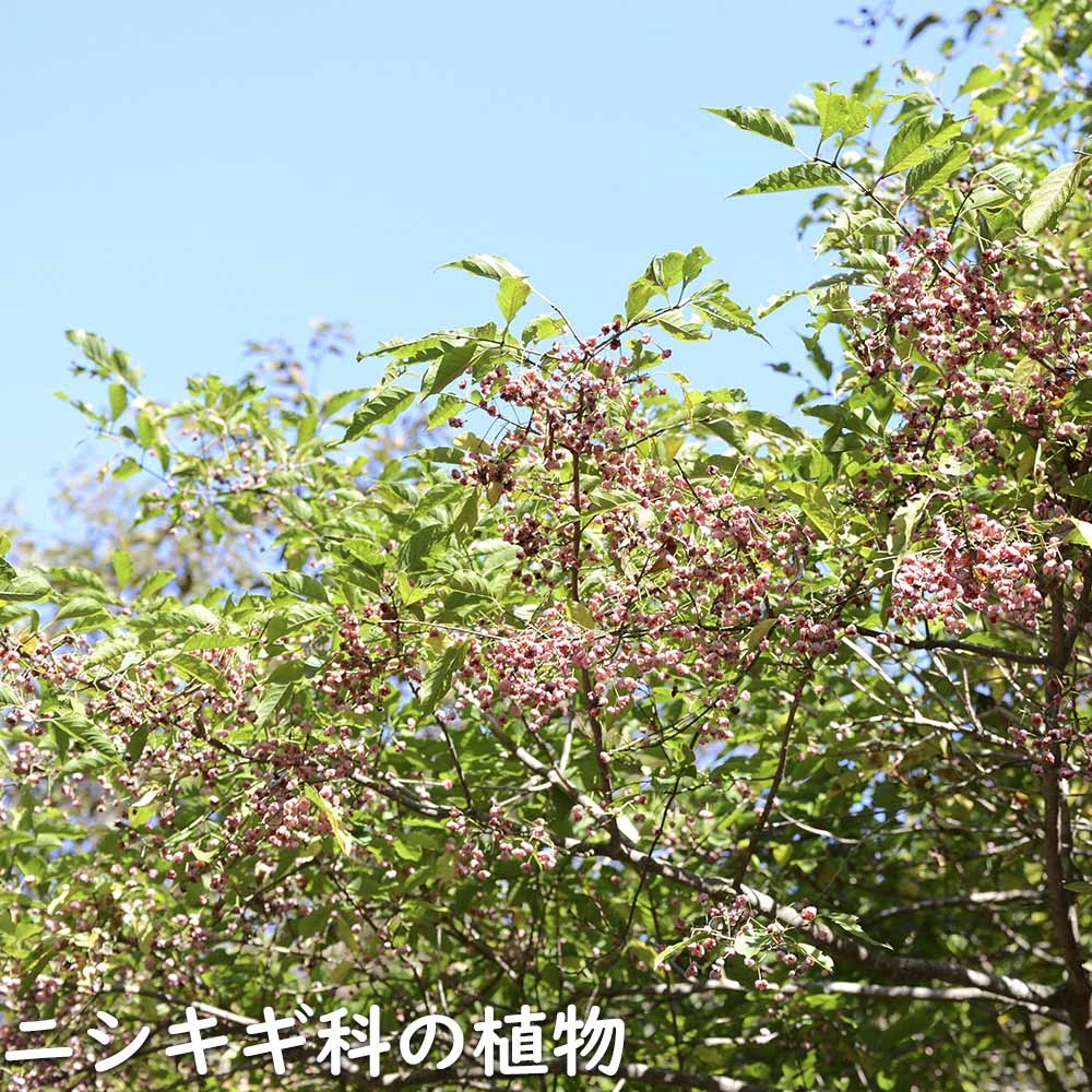 マユミ 2m 露地 2本 苗木 マユミ 商品情報