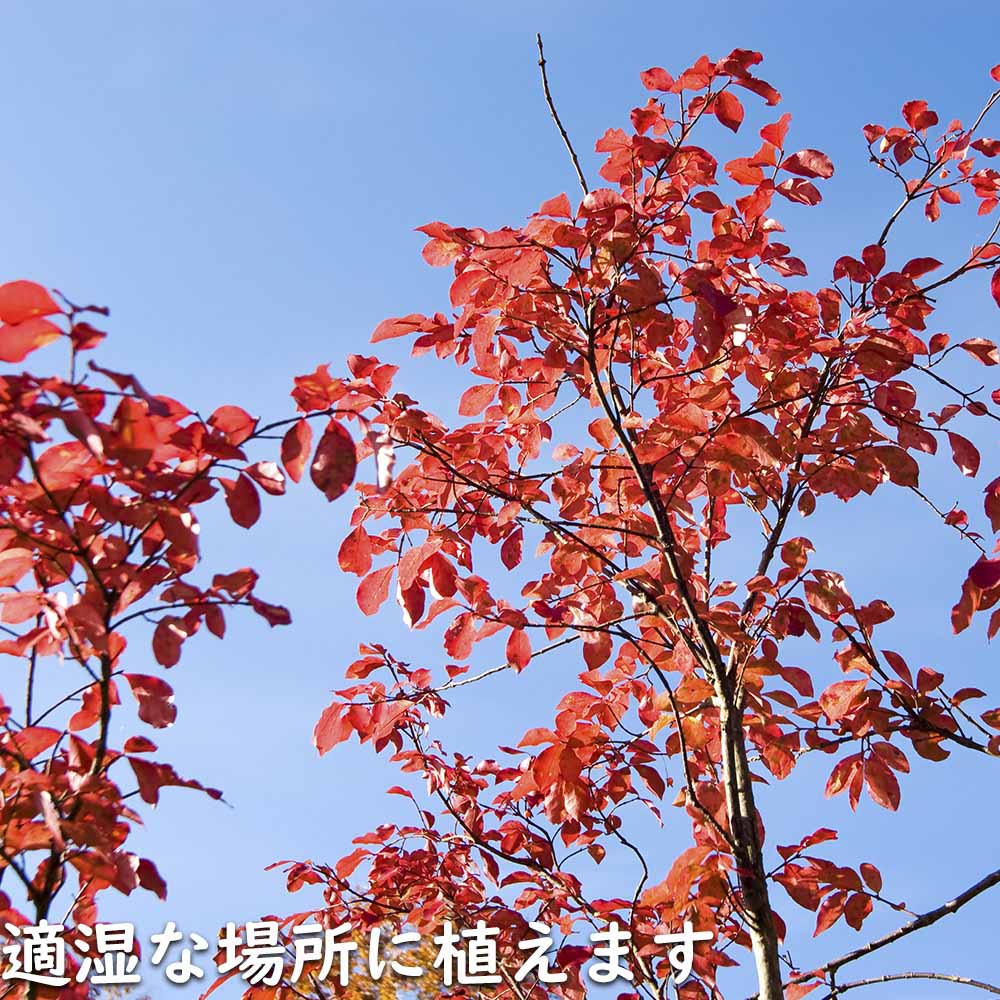 マユミ 2m 露地 2本 苗木 マユミ 商品情報 マユミ 2m 露地 2本 苗木 マユミ 商品情報