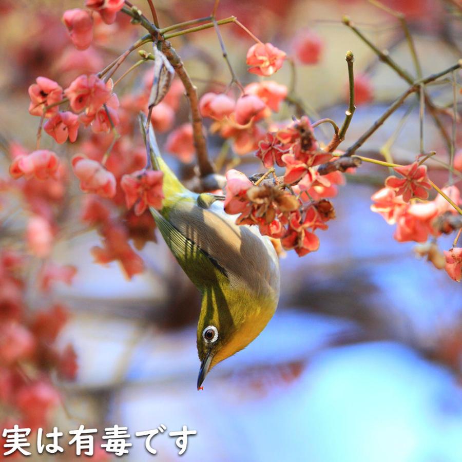 マユミ 2m 露地 2本 苗木 マユミ 商品情報 マユミ 2m 露地 2本 苗木 マユミ 商品情報