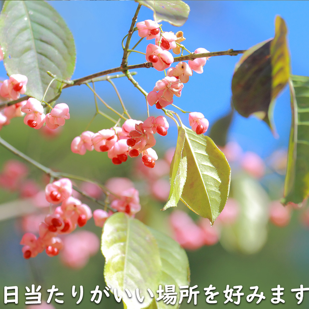 マユミ 2m 露地 2本 苗木 マユミ 商品情報 マユミ 2m 露地 2本 苗木 マユミ 商品情報