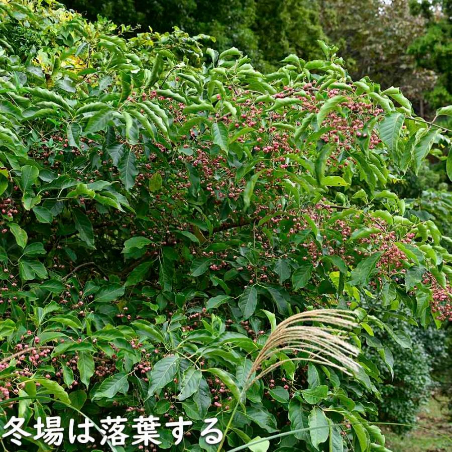 マユミ 2m 露地 2本 苗木 マユミ 商品情報 マユミ 2m 露地 2本 苗木 マユミ 商品情報