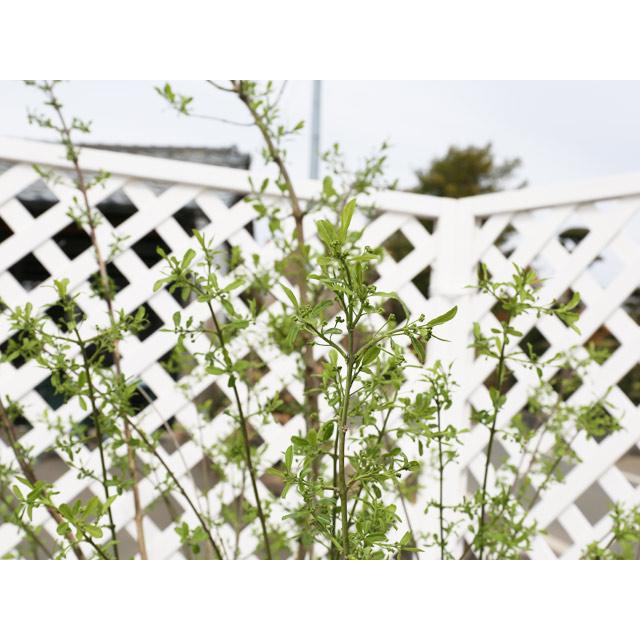 マユミ 2m 露地 2本 苗木 マユミ 商品情報 マユミ 2m 露地 2本 苗木 マユミ 商品情報