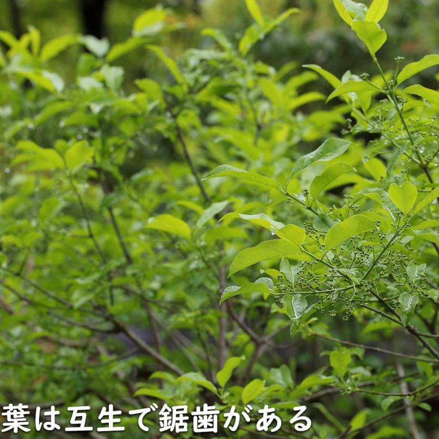 マユミ 2m 露地 2本 苗木 マユミ 商品情報 マユミ 2m 露地 2本 苗木 マユミ 商品情報