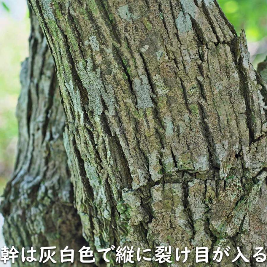 マユミ 2m 露地 2本 苗木 マユミ 商品情報 マユミ 2m 露地 2本 苗木 マユミ 商品情報