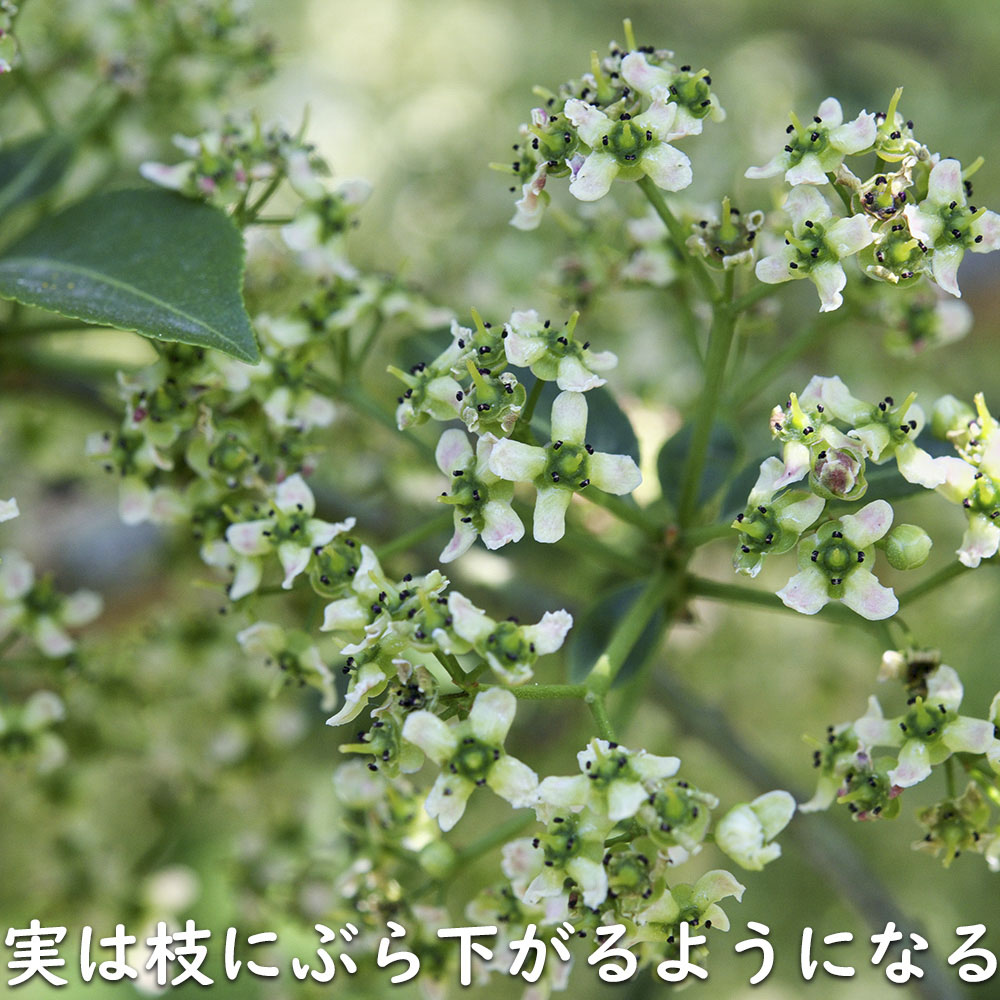 マユミ 2m 露地 2本 苗木 マユミ 商品情報 マユミ 2m 露地 2本 苗木 マユミ 商品情報