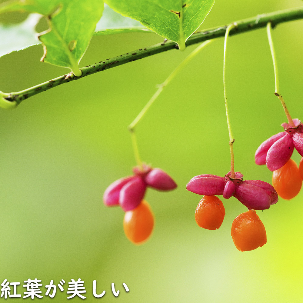 マユミ 2m 露地 2本 苗木 マユミ 商品情報