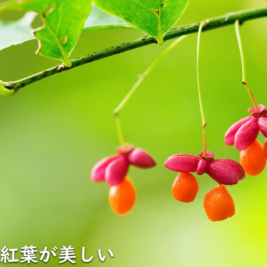 マユミ 2m 露地 2本 苗木 マユミ 商品情報 マユミ 2m 露地 2本 苗木 マユミ 商品情報