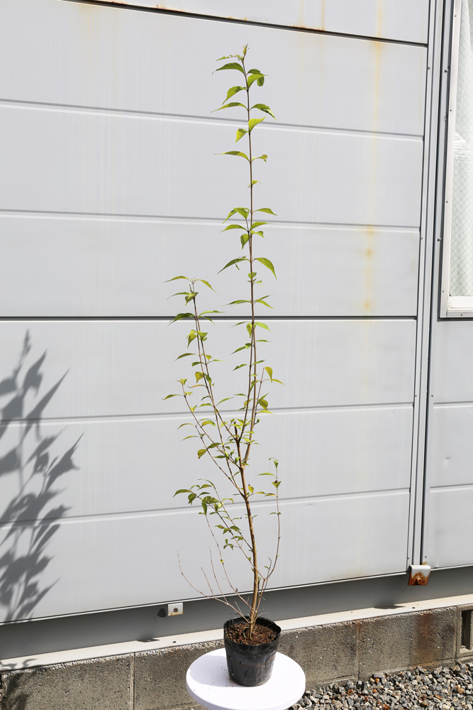 ムラサキシキブ 1.2m 15cmポット 10本 苗 : トオヤマグリーン - 通販