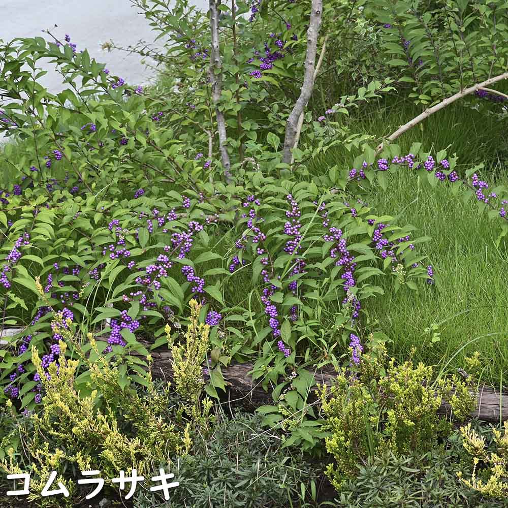 コムラサキ 0.8m 15cmポット 苗 - 落葉樹