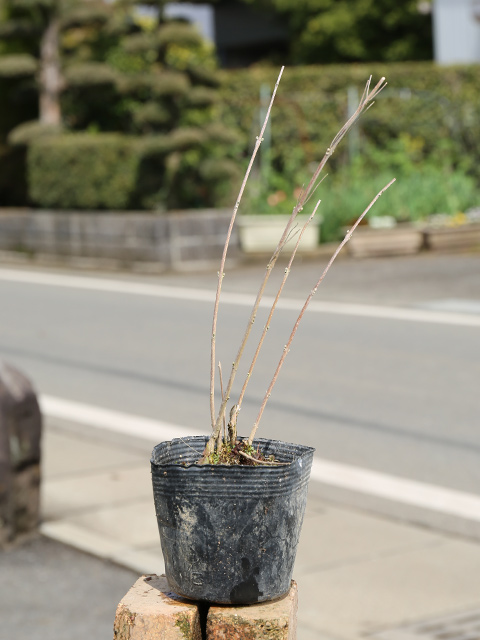 コムラサキ（落葉樹の植木、庭木）｜苗木、植木 | 花、ガーデニング の