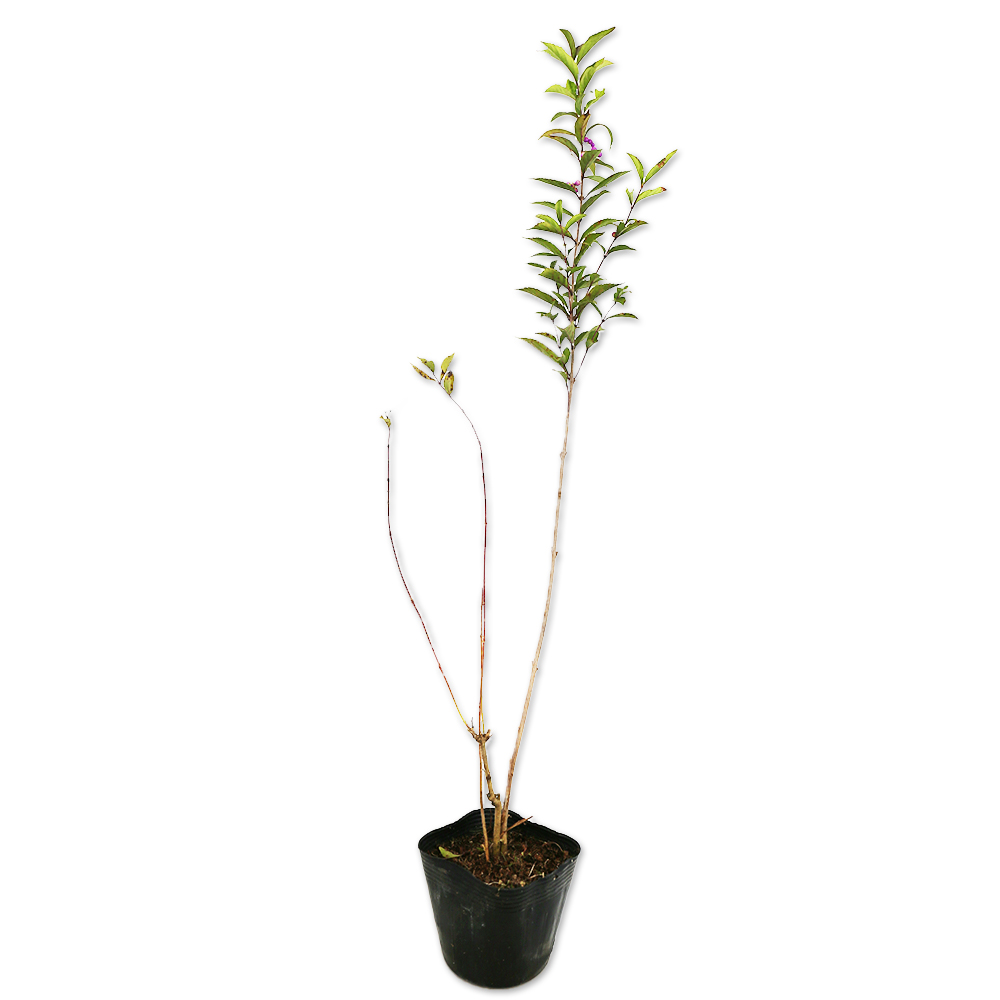 コムラサキ 0.5m 10.5cmポット 苗 - 落葉樹