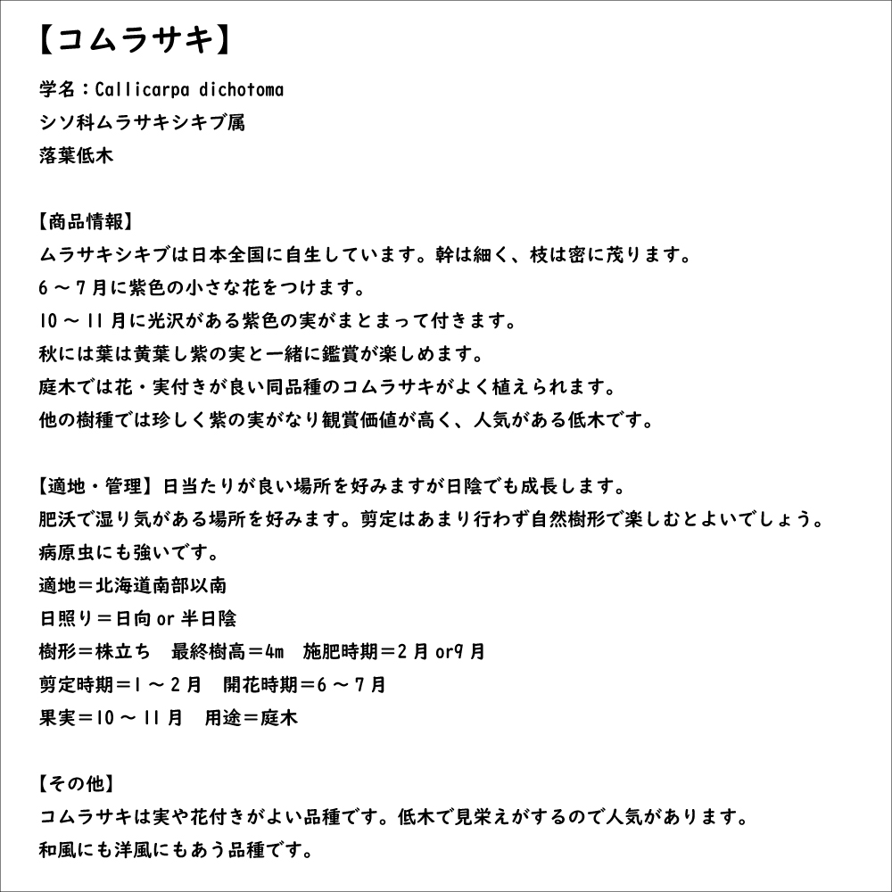 コムラサキ 0.5m 10.5cmポット 苗｜green-netbox｜08