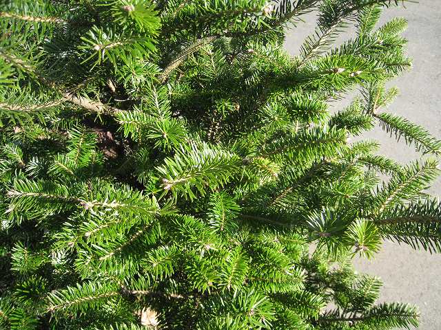 26【新品未使用】 ウラジロモミ 0.8m 露地 2本 苗 【2165055044】(14168円)