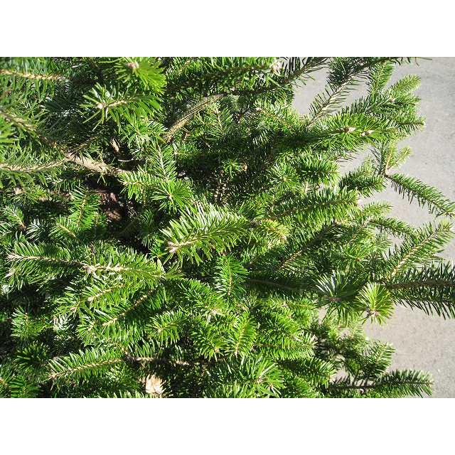 ウラジロモミ 0.8m 露地 2本 苗 コニファー、針葉樹 ウラジロモミ 0.8m 露地 2本 苗 コニファー、針葉樹