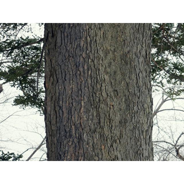 ウラジロモミ 0.8m 露地 2本 苗 コニファー、針葉樹 ウラジロモミ 0.8m 露地 2本 苗 コニファー、針葉樹