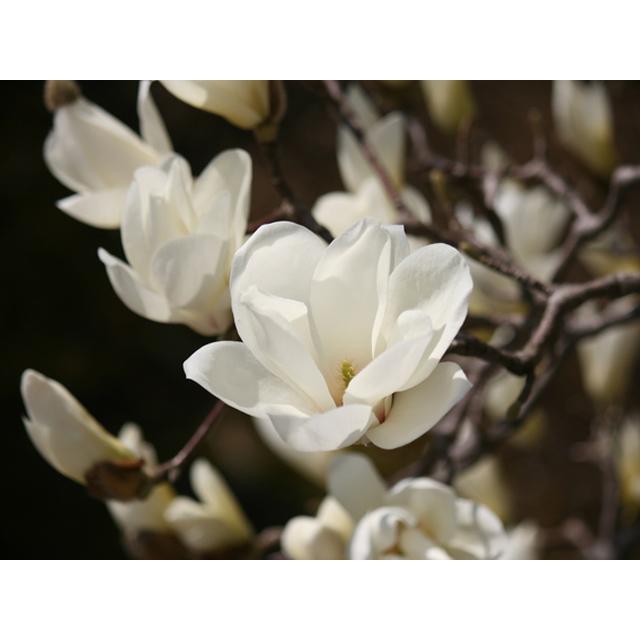 ハクモクレン 2.5m 露地 苗木 花、ガーデニング 苗木、植木 落葉樹 ハクモクレン 2.5m 露地 苗木 花、ガーデニング 苗木、植木 落葉樹