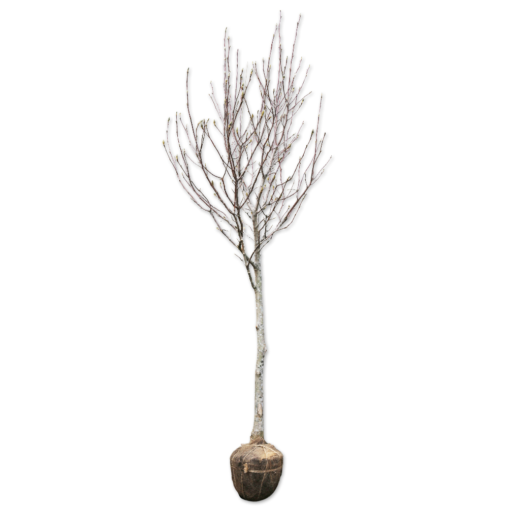 ハクモクレン 2.5m 露地 苗木(12650円)