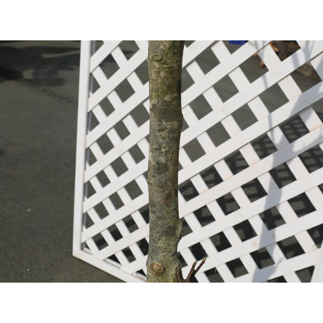 ハクモクレン 2.5m 露地 苗木 花、ガーデニング 苗木、植木 落葉樹 ハクモクレン 2.5m 露地 苗木 花、ガーデニング 苗木、植木 落葉樹