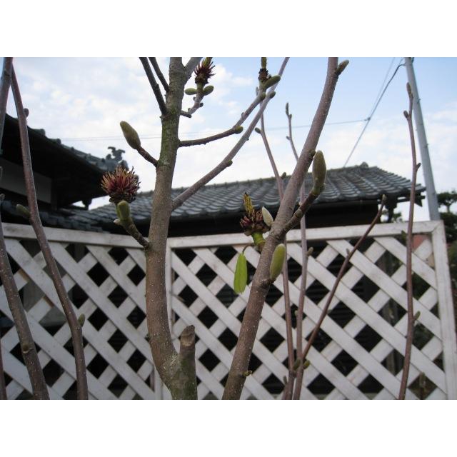 ハクモクレン 2.5m 露地 苗木 花、ガーデニング 苗木、植木 落葉樹 ハクモクレン 2.5m 露地 苗木 花、ガーデニング 苗木、植木 落葉樹