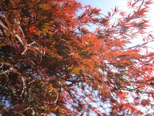 ブランド モミジ 出猩々 1.2m 露地 苗 【B1748176948】 (11440円)