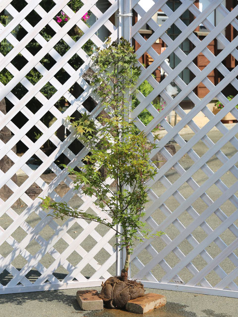 モミジ 出猩々 1.2m 露地 苗(11440円)