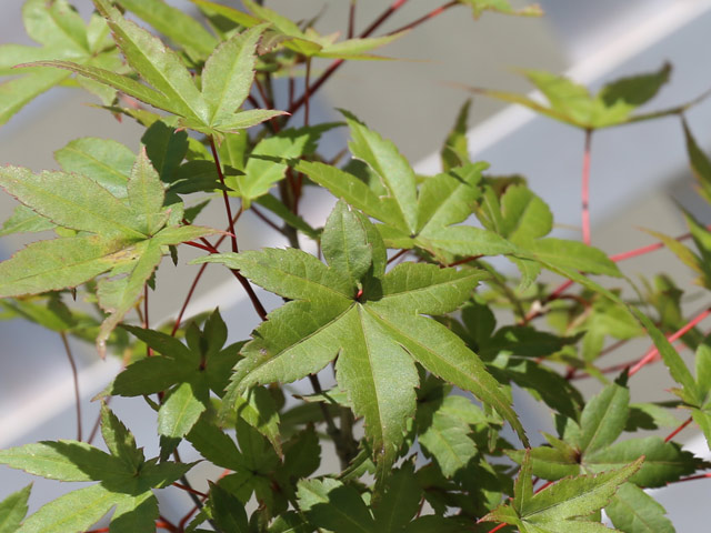 モミジ 出猩々 1.2m 露地 苗 商品情報