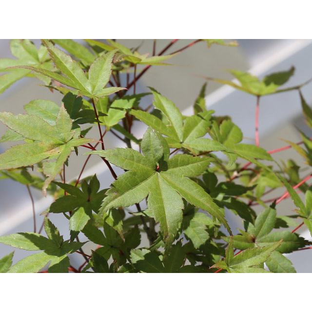 ブランド モミジ 出猩々 1.2m 露地 苗 【B1748176948】 (11440円)