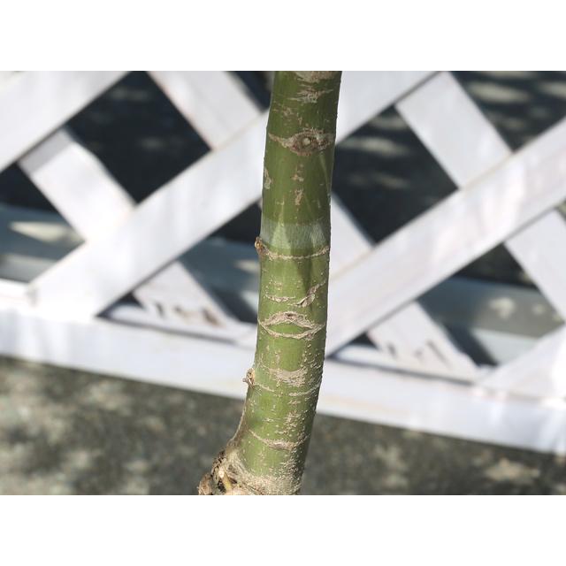 ブランド モミジ 出猩々 1.2m 露地 苗 【B1748176948】 (11440円)