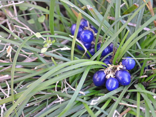 モミジ 出猩々 1.2m 露地 苗 商品情報