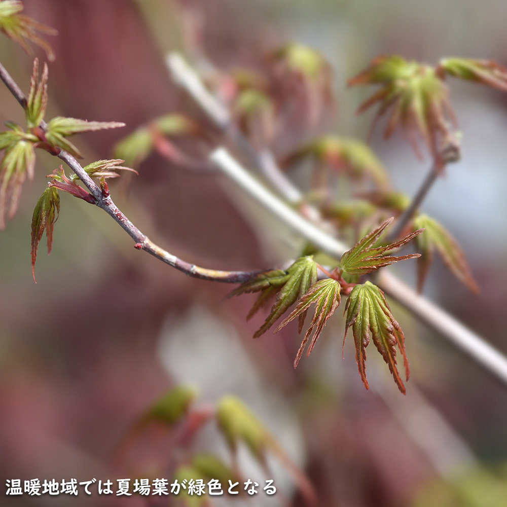 ノムラモミジ 株立ち 1.5m 露地 苗木 : 701965 : トオヤマグリーン - 通販 - Yahoo!ショッピング