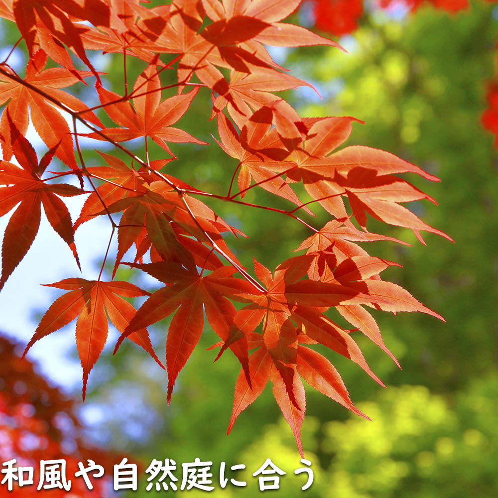 merryさん専用　野村モミジ　2本立ち　/218 merryさん専用 野村モミジ 2本立ち /218