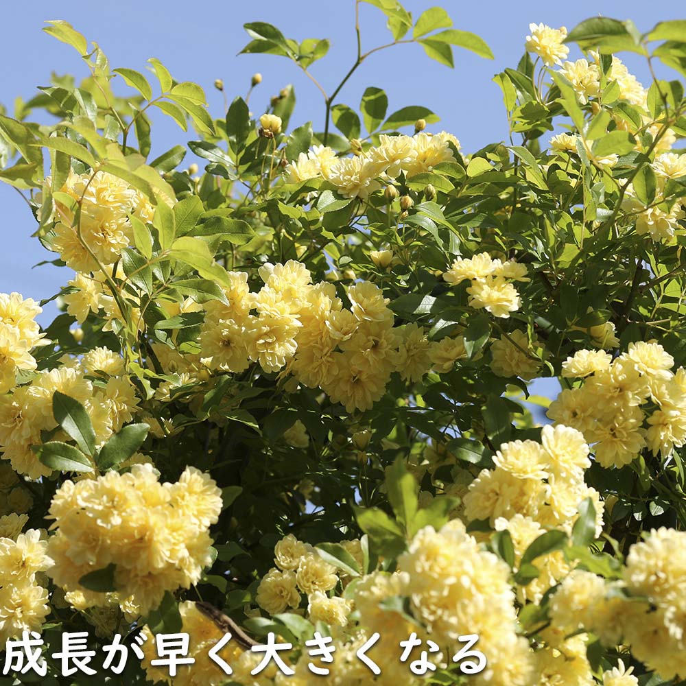 モッコウバラ 黄色 9.0cmポット 苗｜green-netbox｜11
