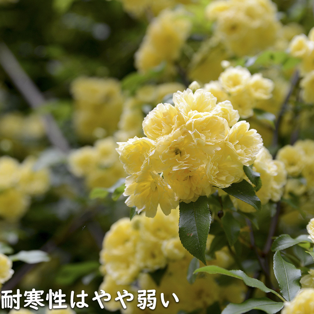 モッコウバラ 黄色 9.0cmポット 苗｜green-netbox｜12