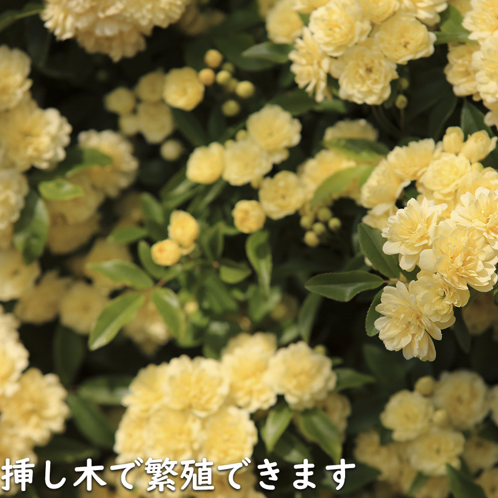 モッコウバラ 黄色 9.0cmポット 苗｜green-netbox｜15