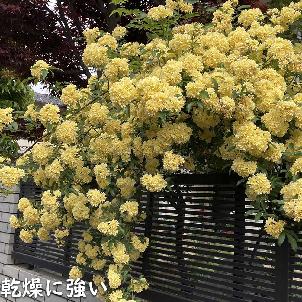 モッコウバラ 黄色 9.0cmポット 苗｜green-netbox｜18