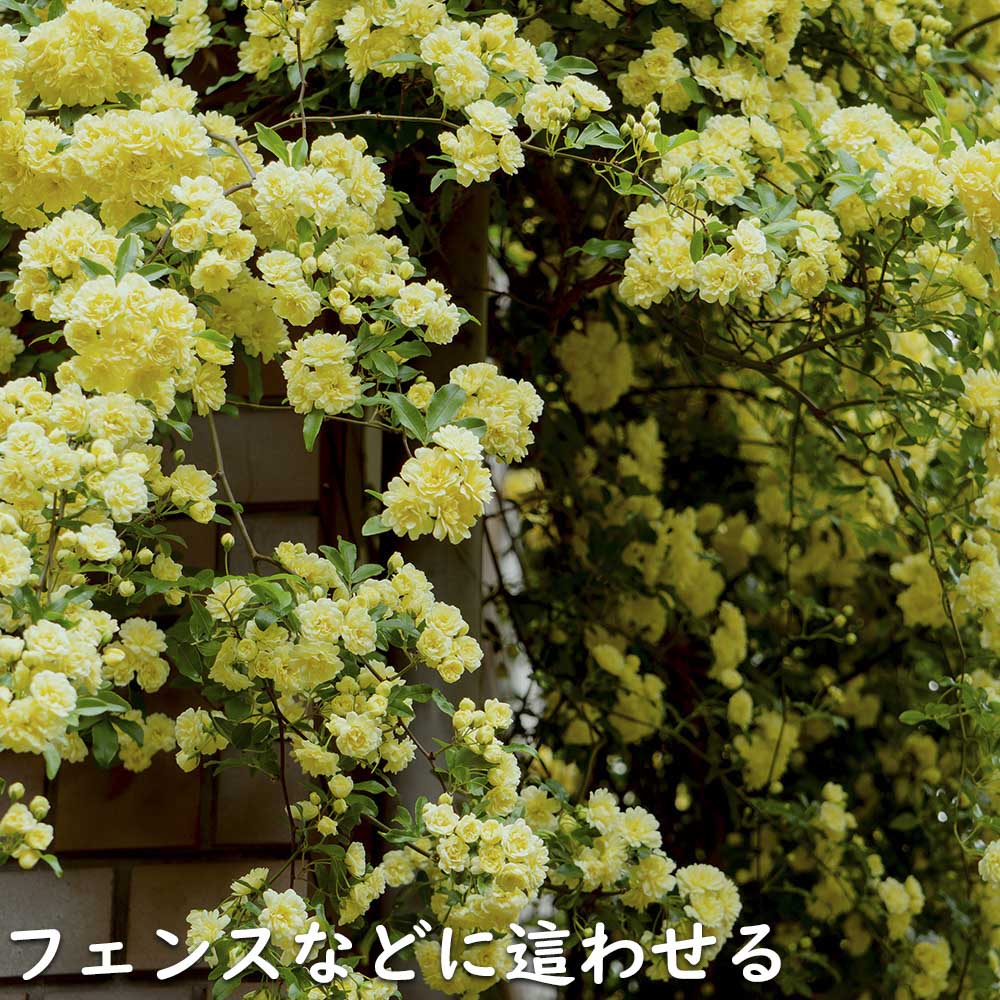 モッコウバラ 黄色 9.0cmポット 苗｜green-netbox｜19