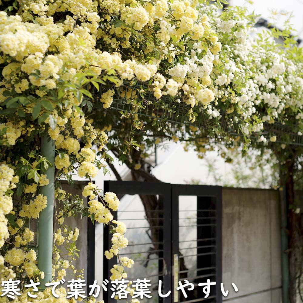モッコウバラ 黄色 9.0cmポット 苗｜green-netbox｜20