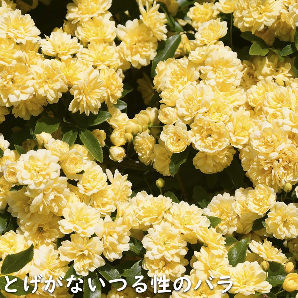 モッコウバラ 黄色 9.0cmポット 苗 - 花